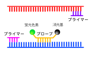 プライマーをつける