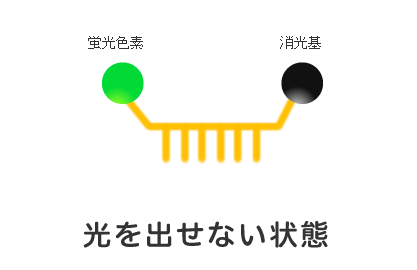 蛍光を発しない