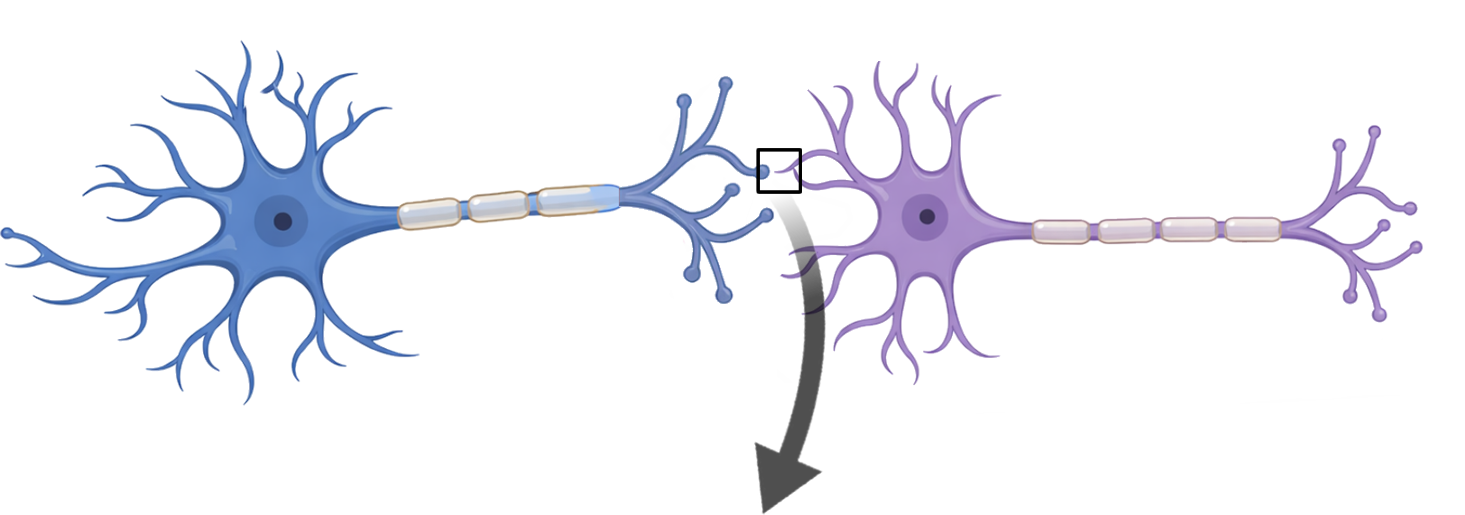 シナプス前神経細胞とシナプス後神経細胞の模式図。中央の枠で示したシナプス部位を拡大して説明するための概念図