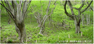 磐梯熱海温泉:ケヤキの森