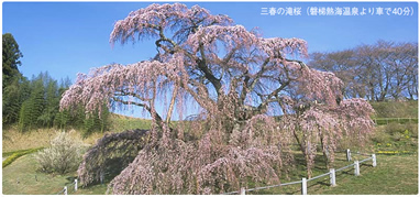 磐梯熱海温泉:三春の滝桜